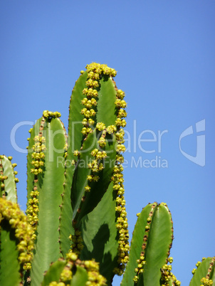 Cactus with blue sky, close up - Kaktus in der Natur