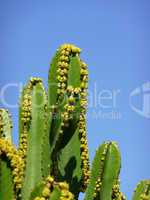 Cactus with blue sky, close up - Kaktus in der Natur