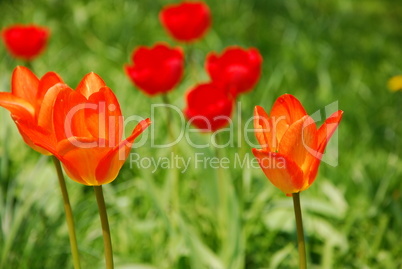 rote Tulpen