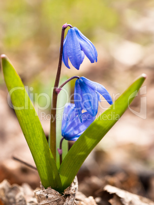 Spring comes: Squill flowers