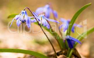 Spring time: Squill flowers