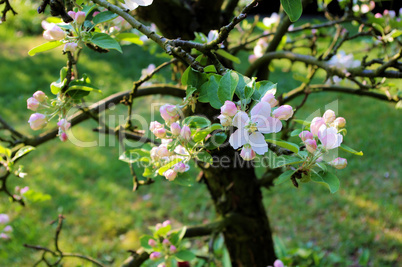 Weiß rosa Apfelblüten und Knospen am alten Apfelbaum  Detailaufnahme