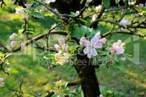 Weiß rosa Apfelblüten und Knospen am alten Apfelbaum  Detailaufnahme