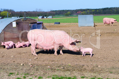 Ökologische Schweinehaltung Muttersau mit Ferkeln