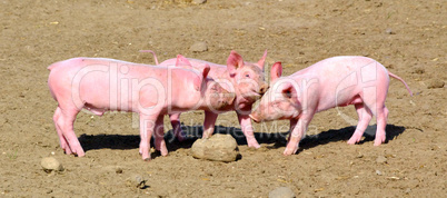 Ferkel, Bio-Haltung