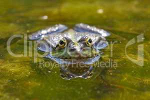 Frog in closeup