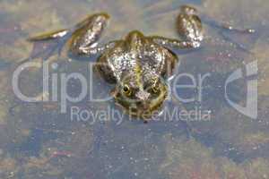 Frog in closeup view