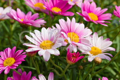 Bunch of Marguerites