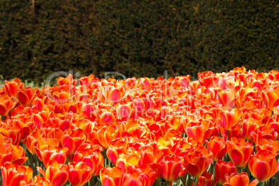 Red Tulip field