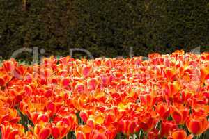 Red Tulip field