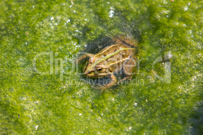 Detailed Frog