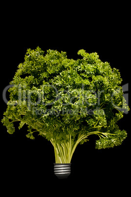 Curly parsley