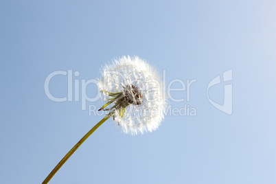 Pusteblume