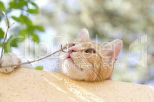 Katze mit Holzspan