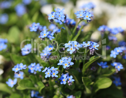 forget me not