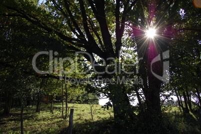 sunlight in the woods