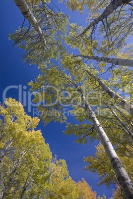 yellow aspen trees in fall