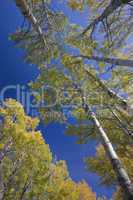 yellow aspen trees in fall
