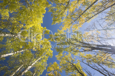 yellow aspen trees in fall