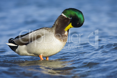 duck mallard