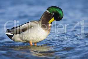 duck mallard