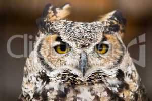 great horned owl