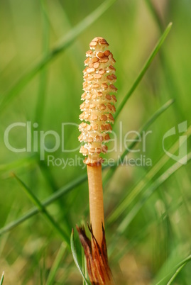 Schachtelhalm - Equisetum