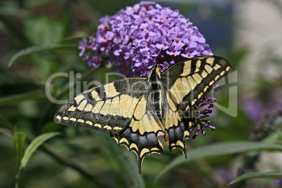 Papilio machaon, Schwalbenschwanz