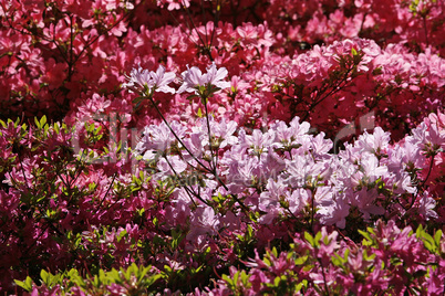 Rhododendron-Hybride, Japanische Azalee