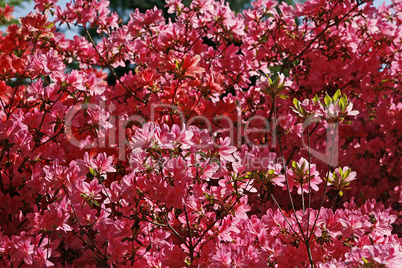 Rhododendron-Hybride, Japanische Azalee