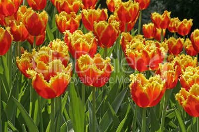 Tulipa 'Davenport' Gefranste Tulpe