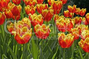 Tulipa 'Davenport' Gefranste Tulpe