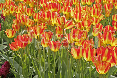 Tulipa 'Florette' Einfache Späte Tulpe