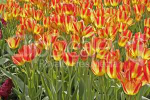 Tulipa 'Florette' Einfache Späte Tulpe