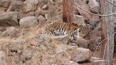 (1254g) Beautiful Endangered Indian Bengal Tiger Prowling Cage at Zoo