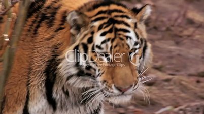 (1254c) Beautiful Endangered Indian Bengal Tiger Prowling Cage at Zoo