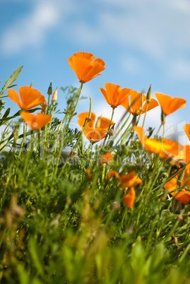 Orange Poppies Field