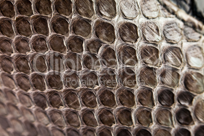 Snake leather texture