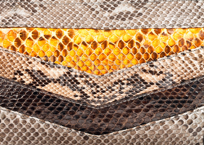 Snake leather texture