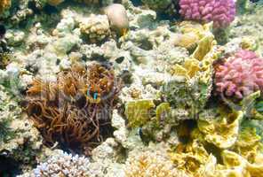 anemonefish - Red sea