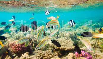Tropical Coral Reef. Red sea
