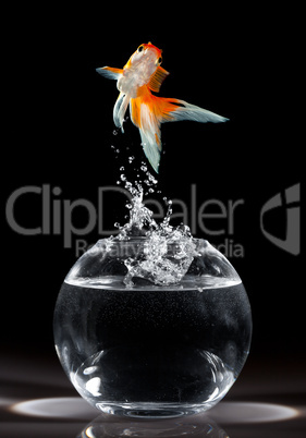 goldfish jump