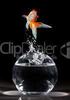 goldfish jump