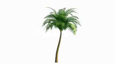 Growing palm tree with alpha channel