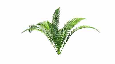 Growing fern with alpha channel