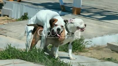 dogs mating