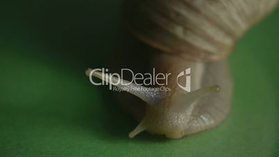 HD1080p25 Helix pomatia (Roman snail) Close Up