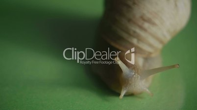 HD1080p25 Helix pomatia (Roman snail) Close Up