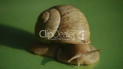 HD1080p25 Helix pomatia (Roman snail) Close Up Time Lapse