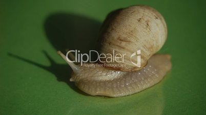 HD1080p25 Helix pomatia (Roman snail) Close Up